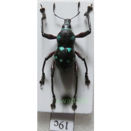 Metapocyrtus sp. Heller, 1912 male Philippines19c